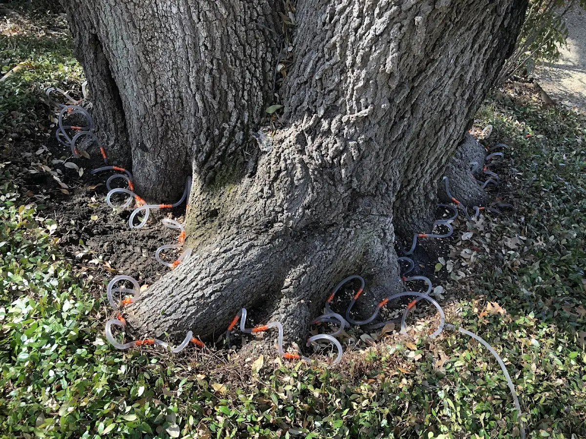Detailed Tree Cabling and Bracing job site in Richmond Hill