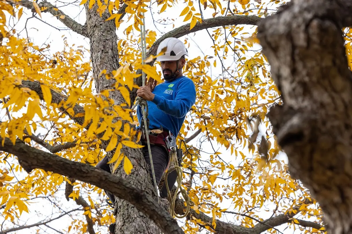 Skilled Tree Planing crew working in Richmond Hill